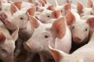 Suspended sentence for meat importer